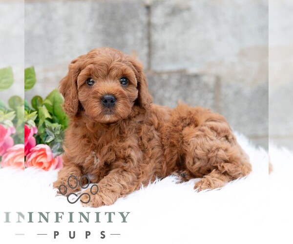 Medium Photo #5 Cavapoo (Miniature) Puppy For Sale in DORNSIFE, PA, USA