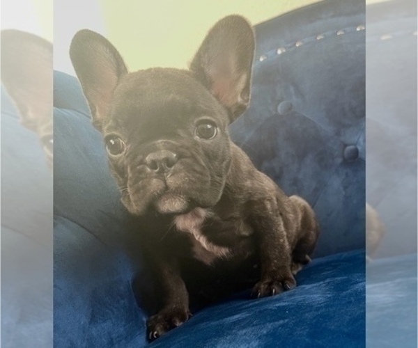 Medium Photo #7 French Bulldog Puppy For Sale in CHATTANOOGA, TN, USA
