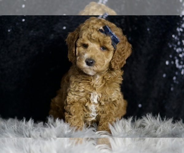 Medium Photo #1 Goldendoodle (Miniature) Puppy For Sale in WARSAW, IN, USA