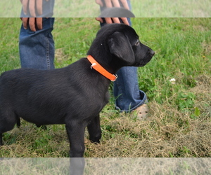 Medium Labrador Retriever