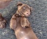 Small Photo #3 Labrador Retriever Puppy For Sale in LIMA, OH, USA