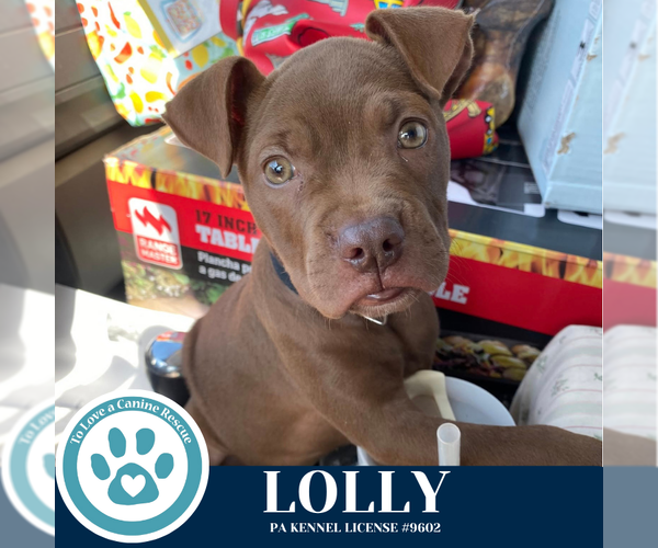 Medium Photo #1 American Pit Bull Terrier-Unknown Mix Puppy For Sale in Kimberton, PA, USA