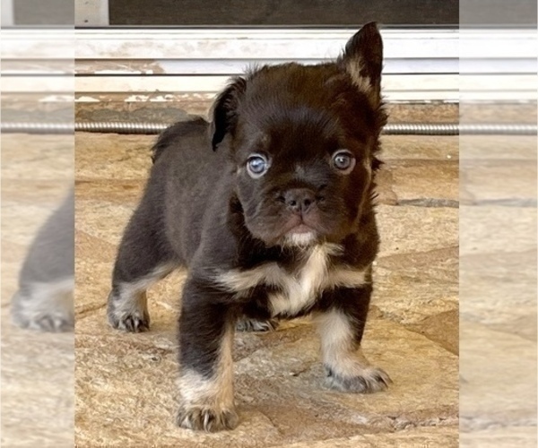 Medium Photo #2 French Bulldog Puppy For Sale in CORONA, CA, USA