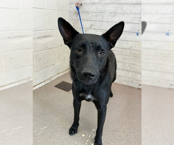 Medium Photo #1 German Shepherd Dog-Unknown Mix Puppy For Sale in San Bernardino, CA, USA