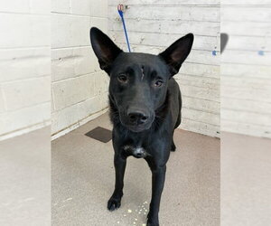German Shepherd Dog-Unknown Mix Dogs for adoption in San Bernardino, CA, USA