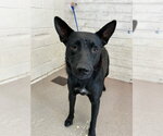 Small German Shepherd Dog Mix