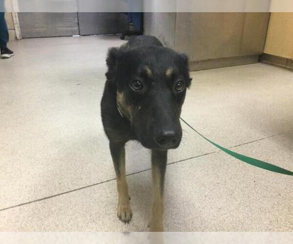 Medium Photo #1 German Shepherd Dog-Unknown Mix Puppy For Sale in Riverside, CA, USA