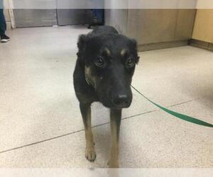 German Shepherd Dog-Unknown Mix Dogs for adoption in Riverside, CA, USA