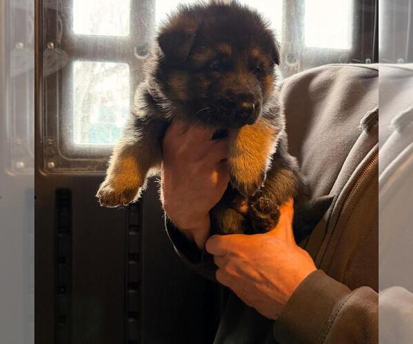 Medium Photo #4 German Shepherd Dog Puppy For Sale in WATERBURY, CT, USA