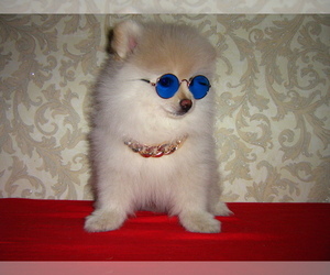 German Spitz Puppy for sale in Rostov-na-Donu, Rostov, Russia