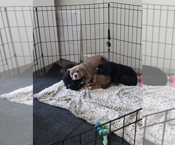 Medium Photo #8 American Bully Puppy For Sale in PADUCAH, KY, USA