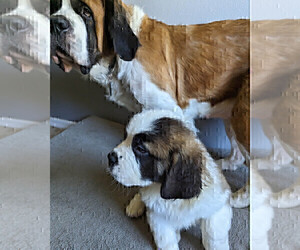 Medium Saint Bernard