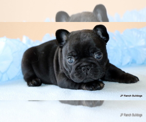 French Bulldog Puppy for Sale in WINNSBORO, Texas USA