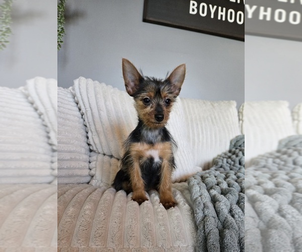 Medium Photo #6 Yorkshire Terrier Puppy For Sale in INDIANAPOLIS, IN, USA