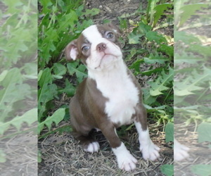 Boston Terrier Puppy for sale in CRKD RVR RNCH, OR, USA