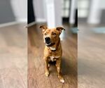 Small #2 American Staffordshire Terrier-German Shepherd Dog Mix
