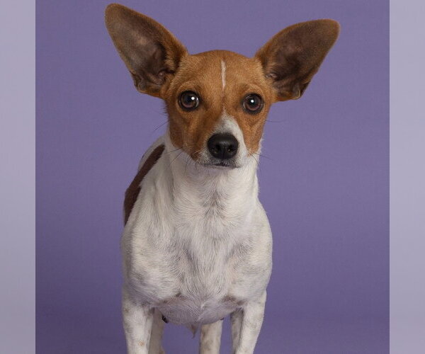 Medium Photo #2 Chiweenie Puppy For Sale in Claremore, OK, USA