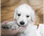 Puppy Nova English Cream Golden Retriever