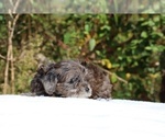 Small #17 ShihPoo