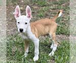 Small #1 Labrador Retriever Mix