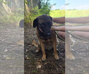 Sweat Pea (Mize) - Female Mutt Dog for Adoption - Photo #2