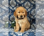 Small #1 Golden Retriever