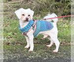 Small #3 Maltese