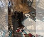 Small Photo #2 Chihuahua Puppy For Sale in Norfolk, VA, USA