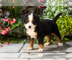 Small #1 Bernese Mountain Dog