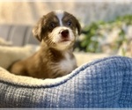 Puppy Toph Australian Shepherd