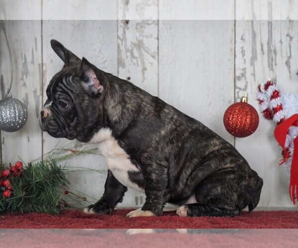 Medium Photo #2 French Bulldog Puppy For Sale in FREDERICKSBG, OH, USA