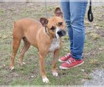 Small #1 Bull-Boxer