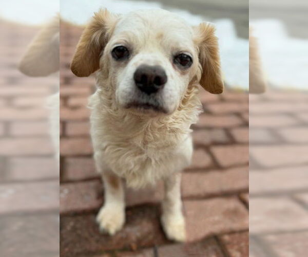 Medium Photo #3 Cocker Spaniel Puppy For Sale in Arlington, VA, USA