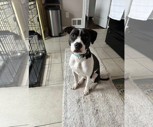 Mutt Dogs for adoption in Germantown, OH, USA