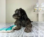Small #3 Goldendoodle