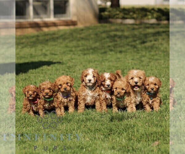 Medium Photo #2 Cavapoo (Miniature) Puppy For Sale in RONKS, PA, USA