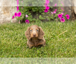 Small #1 Dachshund
