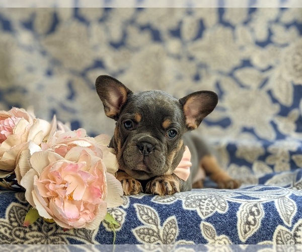 Medium Photo #7 French Bulldog Puppy For Sale in QUARRYVILLE, PA, USA
