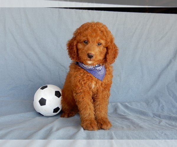 Medium Photo #6 Goldendoodle (Miniature) Puppy For Sale in MILLERSBURG, OH, USA