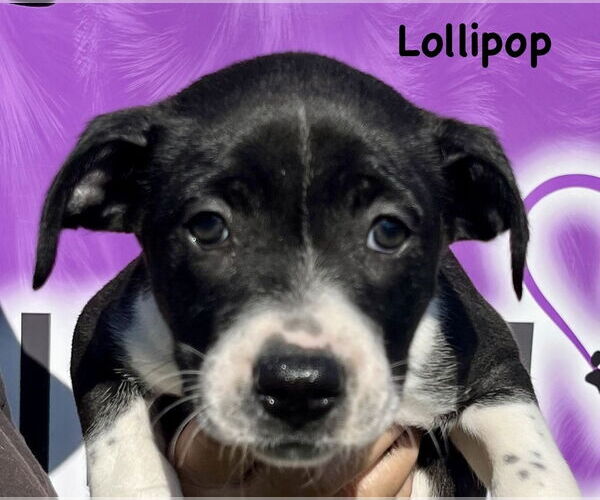 Medium Photo #2 Boxer-Unknown Mix Puppy For Sale in Mooresville, NC, USA