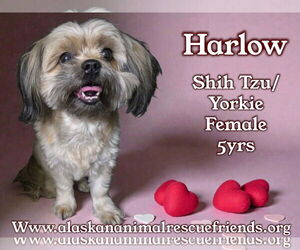 Shih Tzu-Unknown Mix Dogs for adoption in Anchorage, AK, USA