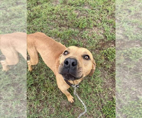 Medium Photo #4 Mutt Puppy For Sale in Abbeville, LA, USA