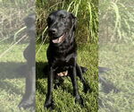 Small #1 Labrador Retriever Mix