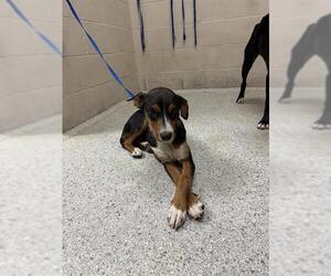 Mutt Dogs for adoption in Conroe, TX, USA