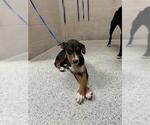 Small Mutt