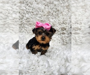 Yorkshire Terrier Puppy for sale in INDIANAPOLIS, IN, USA