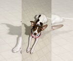 Small #2 Rat Terrier