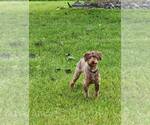 Small #1 Poodle (Miniature)