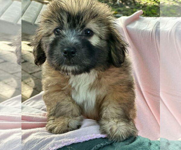 Medium Photo #1 Dachshund-Unknown Mix Puppy For Sale in Weston, FL, USA