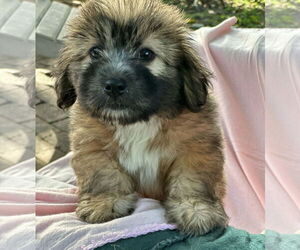 Dachshund-Unknown Mix Dogs for adoption in Weston, FL, USA